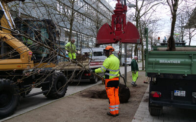 Neue Bäume für die Plaza