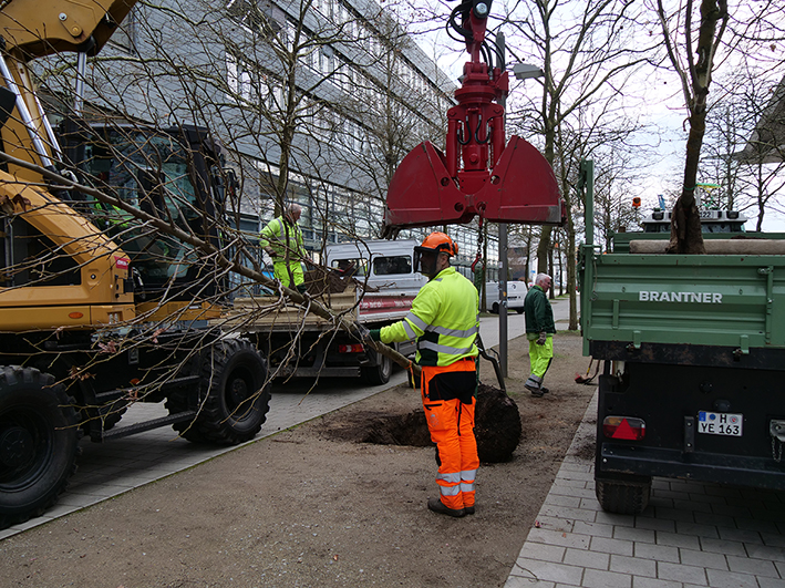Neue Bäume für die Plaza