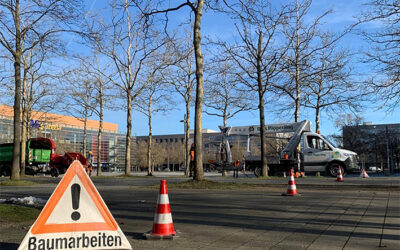 Baumpflege auf der Plaza