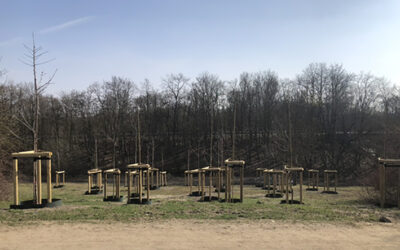 Den Teeny-Weenies-Bäumen geht es gut